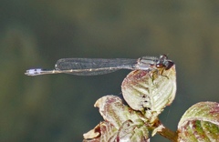 Enallagma novaehispaniae
