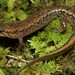 Wolf Dusky Salamander - Photo (c) Max Ramey, some rights reserved (CC BY-NC), uploaded by Max Ramey