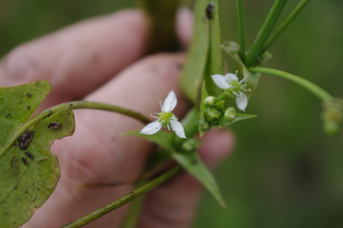 Albidella oligococca (Albidella oligococca)