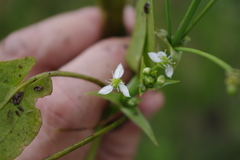 Albidella oligococca