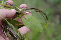 Albidella oligococca