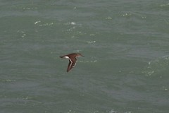 Actitis hypoleucos