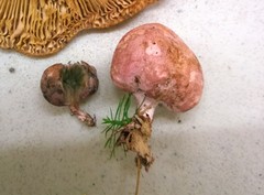 Phallogaster saccatus