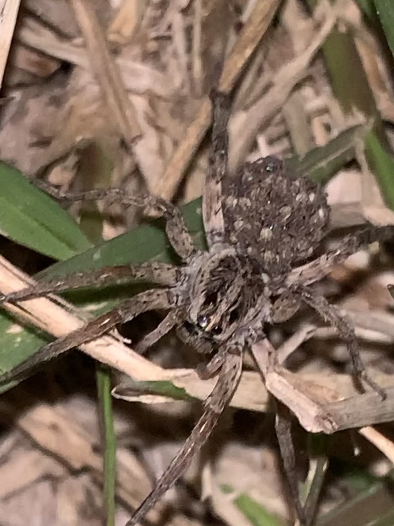 Burrowliving Wolf Spiders from Brooke Rd, Corpus Christi, TX, US on April 30, 2022 at 1219 AM