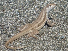 Leiocephalus raviceps