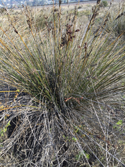 Juncus acutus leopoldii