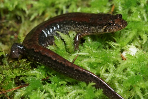 Wolf Dusky Salamander