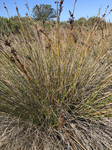 Spiny Rush (Juncus acutus) · iNaturalist NZ