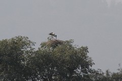 Ephippiorhynchus asiaticus asiaticus