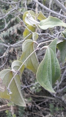 Smilax tomentosa