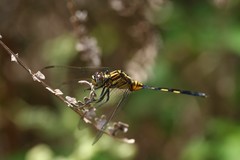 Orthetrum icteromelas