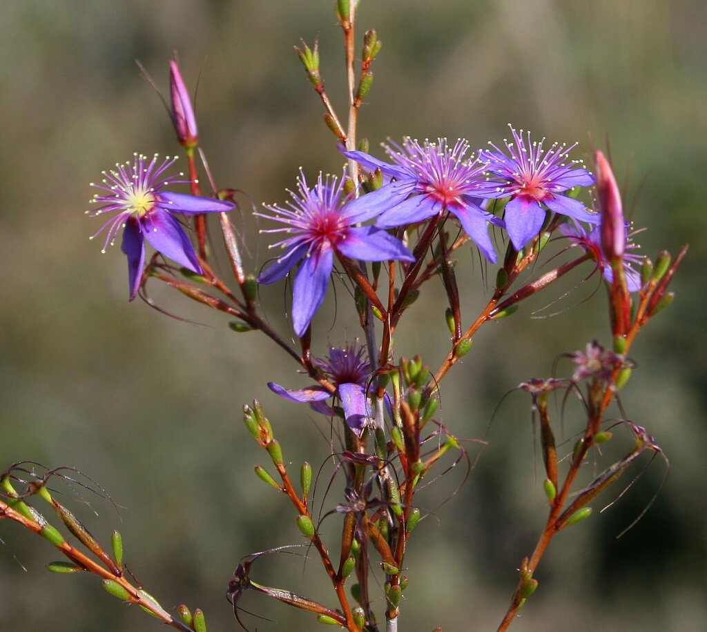 Calytrix similis