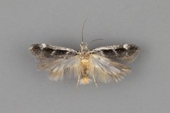 Filatima obidenna