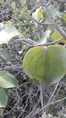 Smilax tomentosa