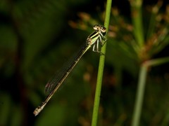 Africallagma rubristigma