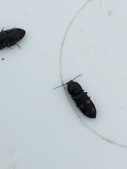 Paracardiophorus
