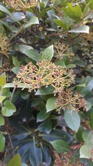 Viburnum triphyllum