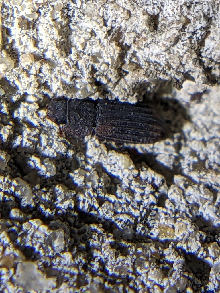 Phloeonemus catenulatus