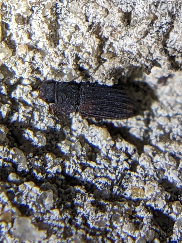 Phloeonemus catenulatus