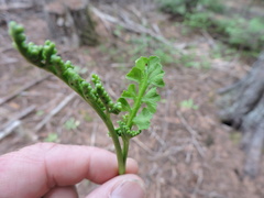 Botrychium crenulatum