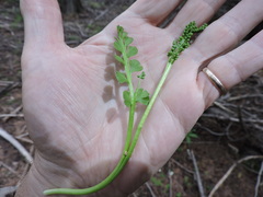 Botrychium crenulatum