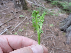 Botrychium crenulatum