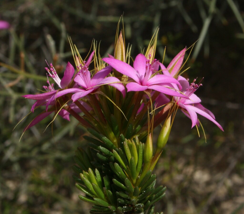 Pink Starflower