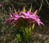 Pink Starflower - Photo (c) geoffbyrne, some rights reserved (CC BY-NC)