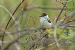 Xenopsaris albinucha