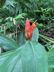 Costus pulverulentus image