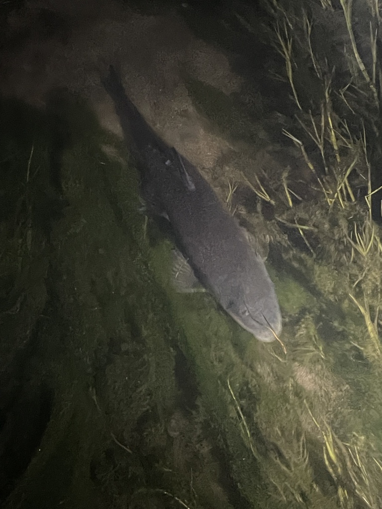 Owens sucker (Catostomus fumeiventris) — Catostomidae