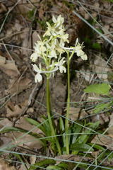 Orchis provincialis