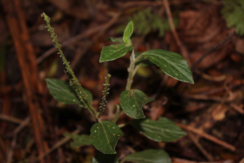 Peperomia tequendamana