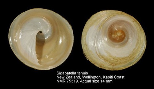 Sigapatella tenuis (Gray, 1868)