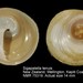 Sigapatella tenuis - Photo (c) WoRMS Editorial Board,  זכויות יוצרים חלקיות (CC BY-NC-SA)