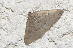 Aleucis distinctata