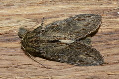 Peridea anceps