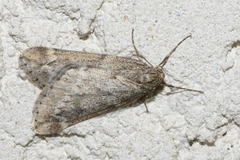 Alsophila aescularia