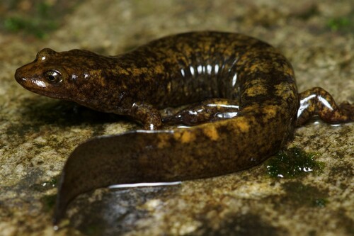 Northern Shovel-nosed Salamander