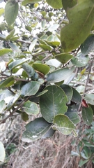 Xylosma spiculifera