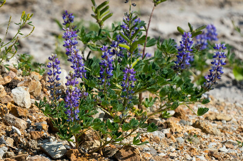 iNaturalist observation photo of arroyo lupine