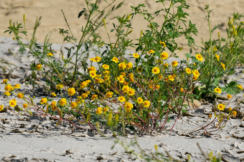 iNaturalist observation photo of common goldfields
