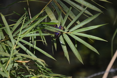 Eryphanis aesacus