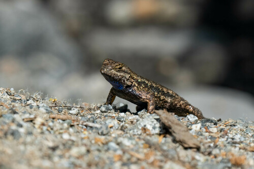 iNaturalist observation photo of Western Fence Lizard