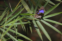 Eryphanis aesacus