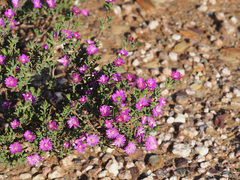 Drosanthemum asperulum