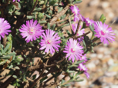 Drosanthemum asperulum