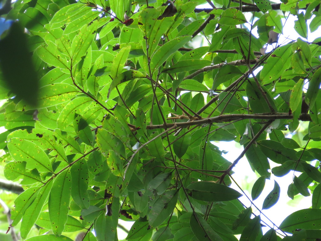 Blepharocarya
