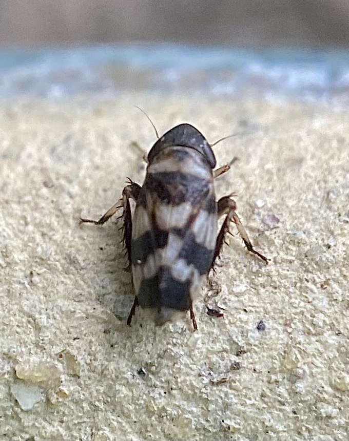 Anoscopus