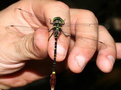 Phyllomacromia trifasciata